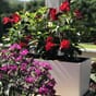 Balconera color 50 hvit balkongkasse plantekasse selvvanningskasse blomsterkasseriet kopi.jpg