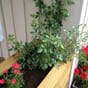 Isolert blomsterkasse plantekasse høy roser stauder.jpg