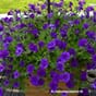 Stor isolert blomsterkasse blomster plantekasse frodig surfina terrassekasse trekasse blomsterkasseriet.jpg