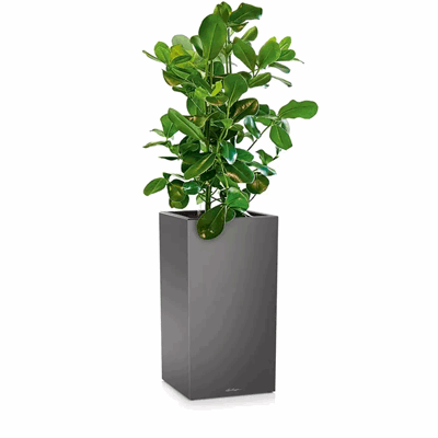 CANTO Premium 40 antrasitt metallic plantekasse høy selvvanning lechuza .png