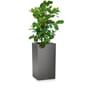 CANTO Premium 40 antrasitt metallic plantekasse selvvanningskasse lechuza blomsterkasseriet innendørs utendørs hjul grå.jpg