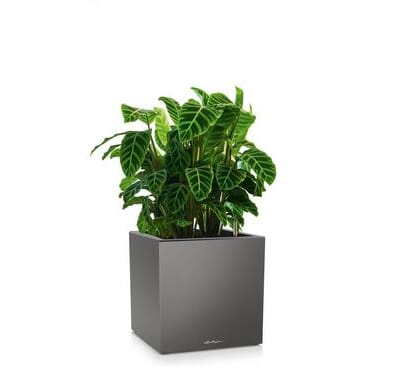 CANTO Premium 40 low antrasitt metallic plantekasse selvvanning lechuza blomsterkasseriet innendørs store planter steinlook betong fibersement.jpg