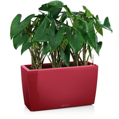 CARARO scarlet rød høyglans plantekasse selvvanning lechuza blomsterkasse hjul ruller mobil blomsterkasseriet.jpg