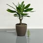 Classico color 21 nutmeg blomsterpotte krukke plantekrukke lechuza blomsterkasseriet selvvanning interiør lovi grantre dekortre lysegrønn kopi.jpg
