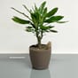 Classico color 21 nutmeg blomsterpotte krukke plantekrukke lechuza blomsterkasseriet selvvanning interiør lovi ugle dekor brun natural wood kopi.jpg