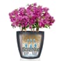 CLASSICO Color 28 selvvanningskrukke lechuza blomsterkasseriet.jpg