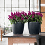 CLASSICO Color skifergrå plantekrukke selvvanningspotte krukker krukke blomsterpotte lechuza blomsterkasseriet interiør design 1.1jpg.png
