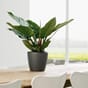 CLASSICO LS 21 antrastitt kullgrå plantekrukke selvvanningspotte bord interiør borddekorasjon lechuza blomsterkasseriet.jpg