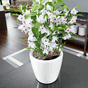 CLASSICO LS 21 hvit høyglans plantekrukker blomsterpotte selvvanningskrukke krukke krukker potter blomsterpotter lechuza blomsterkasseriet designkrukk