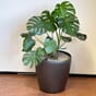 Classico premium 50 antrasitt metallic stor blomsterpotte blomsterkrukke plantepotte krukke potte lechuza blomsterkasseriet.jpg