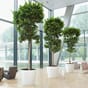 Classico premium 70 hvit plantekrukke blomsterpotte krukke stor romslig hjul lobby interiør selvvanning lechuza blomsterkasseriet.jpg