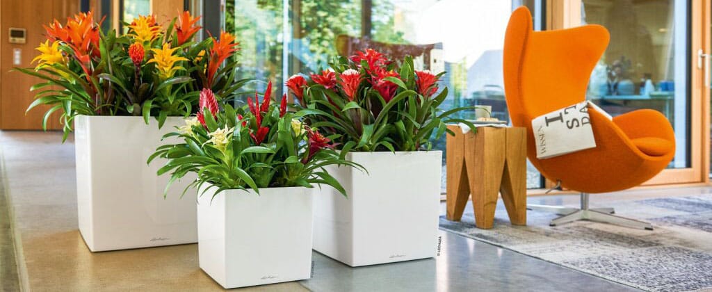 Cube 30 40 og 50 Blomsterkasseriet Lechuza blomsterkasse plantekasser innendørs selvvannende stue kontor kantine kontorlandskap kontor stue_1.jpg