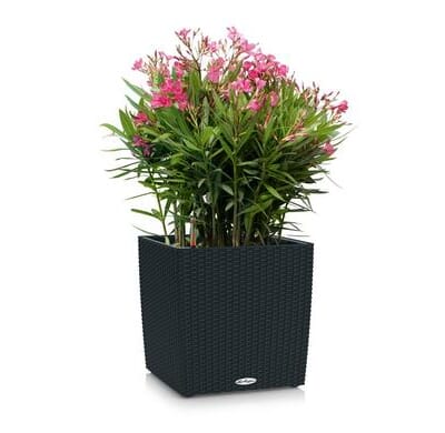 CUBE Cottage 50 graphite sort plantekasse blomsterkasse rotting wicker terrasse blomsterkasser plantekasser lechuza selvvanningskasse.jpg