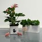 Cube Glossy 14 cat hvit katt katter blomsterpotte urtepotte selvvanning lechuza blomsterkasseriet interiør lovi gris rosa mus season tree blomsterkass