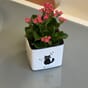 Cube glossy 14 cat hvit plantepotte blomsterkrukke blomsterpotter potte krukke krukker lechuza blomsterkasseriet.jpg