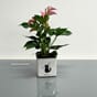 Cube glossy cat 14 urtepotte urtekrukke blomsterpotte katt katter dekor urtekasse blomsterkasseriet lechuza.jpg