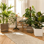 Cube premium 40 plantekasse hvit brun selvvanningskasser lechuza blomsterkasseriet_1.png