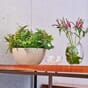 CUBETO Stone 30 sandbeige plantebolle plantekrukke selvvanning blomsterkasseriet interiør lechuza.jpg
