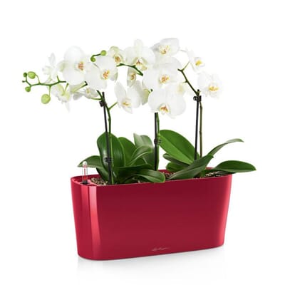 DELTA 10 scarlet rød høyglans plantekrukke selvvanningskrukke blomsterkasseriet lechuza vinduskarm kommode fest bryllup jul.jpg