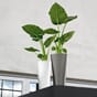 DELTA 40 hvit antrasitt metallic plantekrukke selvvanningspotte krukke blomsterpotte høy smal design lechuza_1.jpg