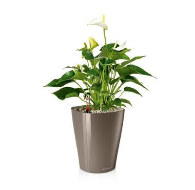DELTINI taupe høyglans plantekrukke blomsterpotte krukke selvvanning lechuza blomsterkas.jpg