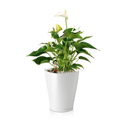 DELTINI white høyglans plantekrukke selvvanningskrukke lechuza blomsterkasseriet potte.jpg