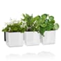 Green Wall Home Kit Glossy hvit høyglans plantekrukker på vegg kjøkken restaurant skole lechuza blomsterkasseriet selvvanningskrukker potter.2png.jpg