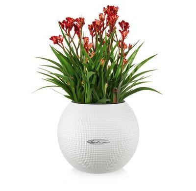 LECHUZA-PURO Color 20 hvit plantekrukke urtepotte krukker blomsterpotte selvvanning interiør kontor.jpg