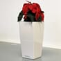 Maxi cubi plantekrukke høy smal vase blomsterpotte hvit lechuza blomsterkasseriet.jpg