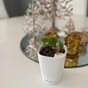 Mini deltini hvit blomsterpotte liten krukke vase blomsterkasseriet bord 4.jpg