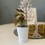 Mini deltini hvit blomsterpotte liten krukke vase blomsterkasseriet bord.jpg