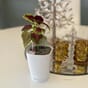 Mini deltini hvit blomsterpotte liten krukke vase blomsterkasseriet.jpg