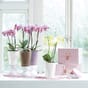 MINI-DELTINI plantekrukke vaser vindu kjøkken interiør lechuza blomsterkasseriet.jpg