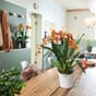 Ochidea Orkide plantekrukke krukke selvvannende blomsterpotte potter krukker Blomsterkasseriet Lechuza 1.JPG