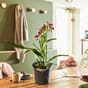Ochidea Orkide plantekrukke krukke selvvannende blomsterpotte potter krukker Blomsterkasseriet Lechuza Bordbeplantning jpg.jpg