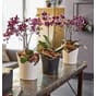 Orchidea Krukke Orkideer Orkide Blomsterkasseriet Selvvannende krukker vaser potter Lechuza.jpg