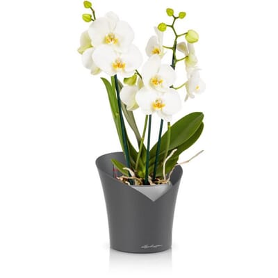 ORCHIDEA kulgrå matt orkide krukker krukke plantekrukke selvvanningspotte orkidekrukke lechuza blomsterkasseriet.jpg