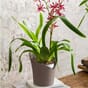 ORCHIDEA plantekrukke selvvanningskrukke orkide orkideer blomsterkasseriet lechuza taupe.jpg