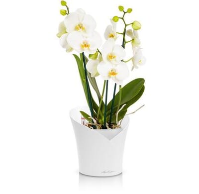ORCHIDEA plantekrukke selvvanningskrukke orkide orkideer blomsterkasseriet lechuza.jpg2.jpg