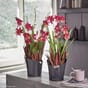 ORCHIDEA plantekrukke selvvanningskrukke orkide orkideer blomsterkasseriet lechuza.jpg