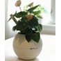 puro 20 plantekrukke lechuza blomsterkasseriet urtekrukke plantekpotte blomsterpotte potte krukker hvit 1 krukke selvvanningspotte selvvanningskrukke 
