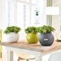 Puro Color 20 plantekrukke selvvannende Lechuza bordbeplanting innendørs blomster planter Blomsterkasseriet 5_1.jpg