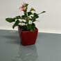 Quadro LS 21 blomsterpotte rød lechuza plantepotte krukke blomsterkrukke potte potter blomster blomsterkasseriet.jpg