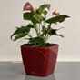 Quadro LS 21 plantekrukke blomsterpotte krukke potte plantepotte blomsterkrukke selvvanningspotte blomsterkasseriet kopi.jpg