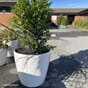 Stor plantekrukke blomsterpotte krukke hjul kristhorn blomsterkasseriet plantekasse blomsterpotter lechuza.jpg2.jpg classico 70.jpg