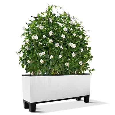 Trio Cottage hvit plantekasse blomsterkasse selvvanningskasse lechuza blomsterkasseriet plantekasser blomsterkasser.jpg