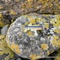 Gaudi Dragon firfirsle salamander dekor interiør lovi blomsterkasseriet farger barcelona øgle 2oj3.jpg