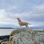 Lovi labrador blomsterkasseriet hund hunder dekor dekorasjon figur redningshund interiør hundeelsker bjørkefiner 2.jpg