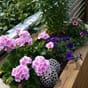 Blomster, planter i isolert blomsterkasse blomsterkasser. Blomsterkasseriet plantekasse blomster terrasse.jpg