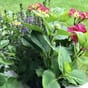 Frodig vekst i isolerte blomsterkasser fra blomsterkasseriet plantekasse blomsterkasse plantekasse hage terrasse hortensia.jpg